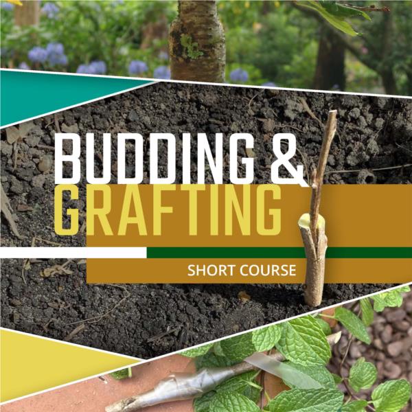 Budding and Grafting - Short Course