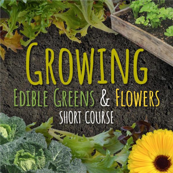 Growing Edible Greens and Flowers