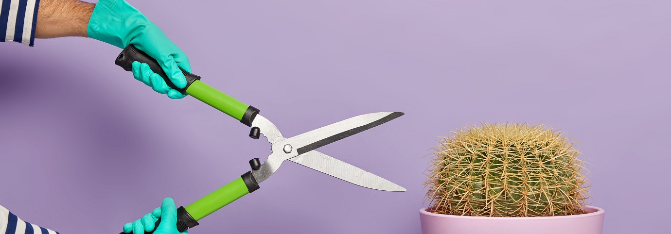 shears and cactus for pruning